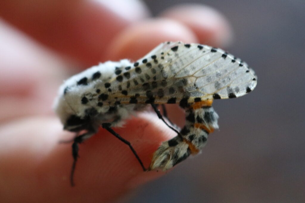 Leopard moth Zeuzera pyrina