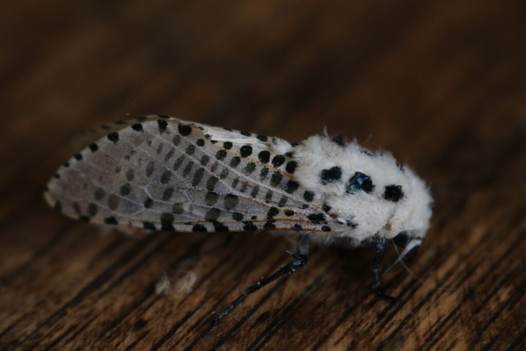 Leopard moth Zeuzera pyrina