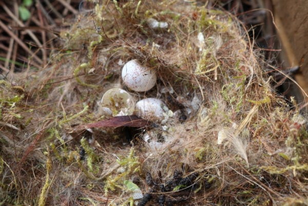 Detail of hatched eggs shown inside a nest.