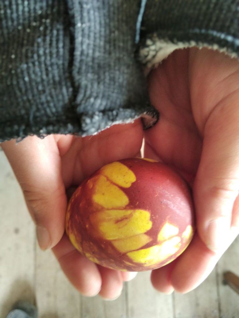 Childs hands holding an egg dyed with onion and printed with the leaves of a plant.
